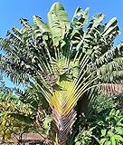 bananenpflanze zimmer Baum der Reisenden Ravenala madagascariensis Banane Pflanze 5-10cm Rarität Musa