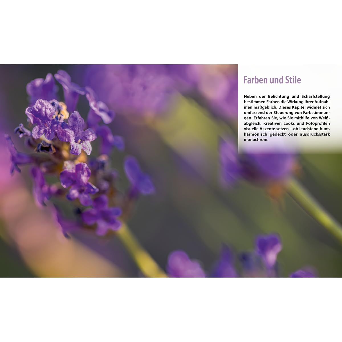 Sony alpha 7R VI - Das umfangreiche Praxisbuch zu Ihrer Profi-Kamera: Verständliche Anleitungen, Workshops & Praxistipps von Experten - für beeindruckende Fotos und Videos