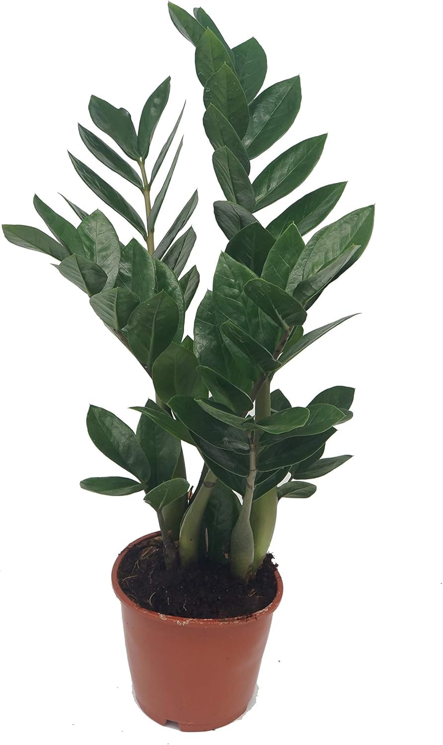 ZZ Plant, Zamioculcas Zamiifolia, Lucky Feather, Zamie, Zamia Fern, Zamia Palm - Easy to Grow - in 11-12 cm Pot