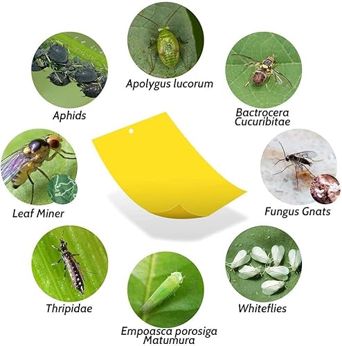 Gelbsticker Trauermücken bekämpfen 50x - Gelbtafeln 20 * 10 rechteckig Trauermücken gegen kleine fliegen in Blumenerde, Trauermückenfrei mittel gegen Trauermücken – Bild 3