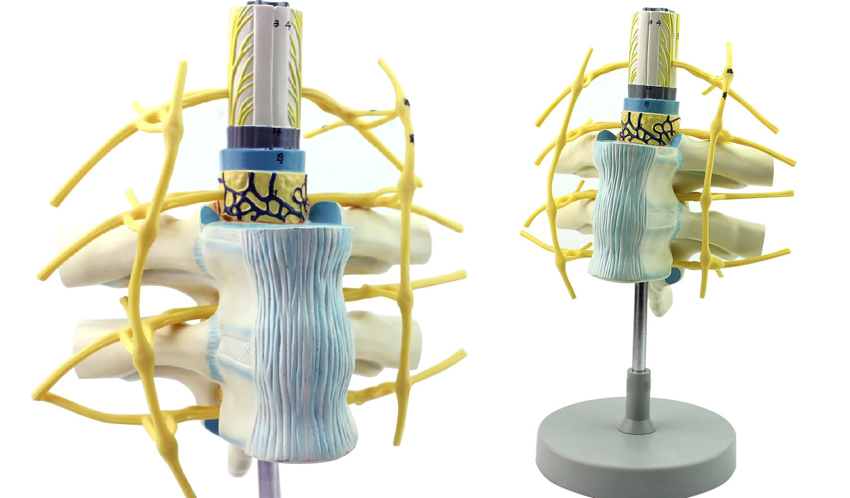 Vertèbre thoracique et corde spinale AMITD élargie pour anatomie