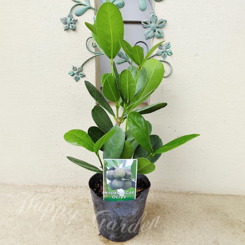 Amazon｜[World Fantasy Garden] 観葉植物 珍しい マダガスカル