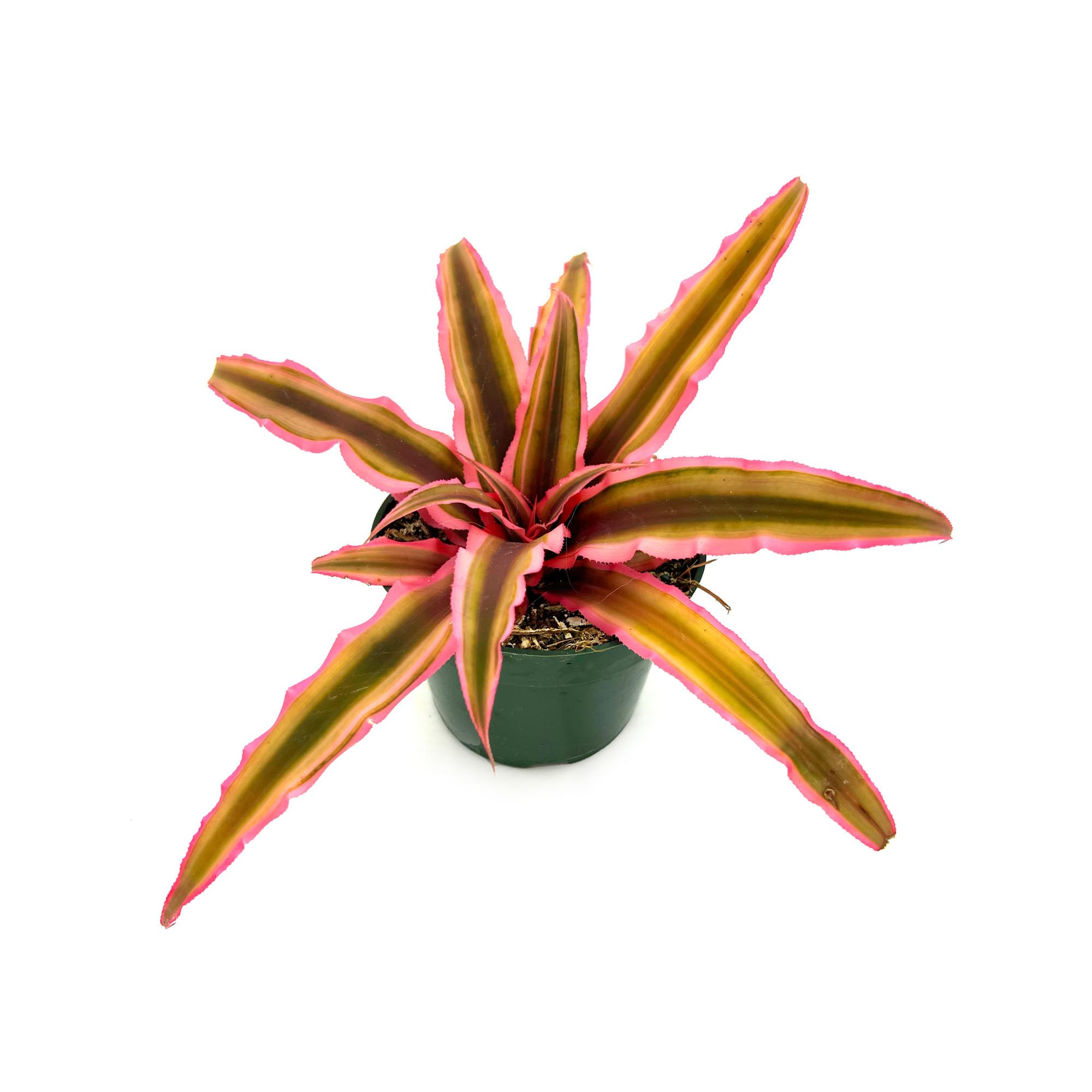 ragnaroc Cryptanthus Pink Star live plant