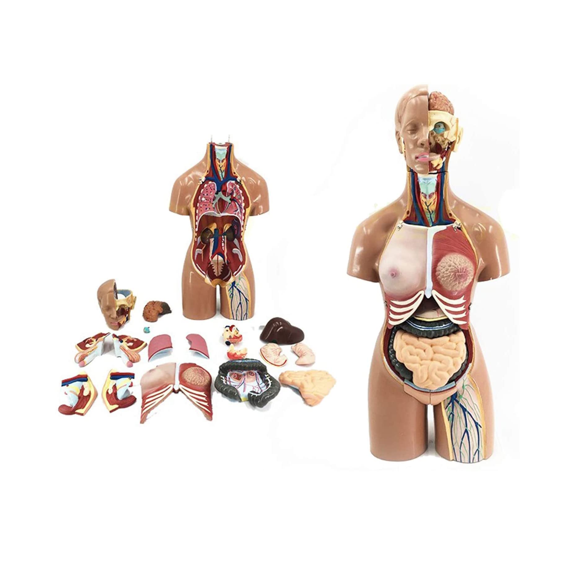 Ludzki model tułowia Medyczne narzędzie edukacyjne do nauczania, zdejmowane 19 części, 55 cm model anatomiczny ciała ludzkiego, narządy wewnętrzne, anatomia głowy, systemy oddychania, trawienia i dróg