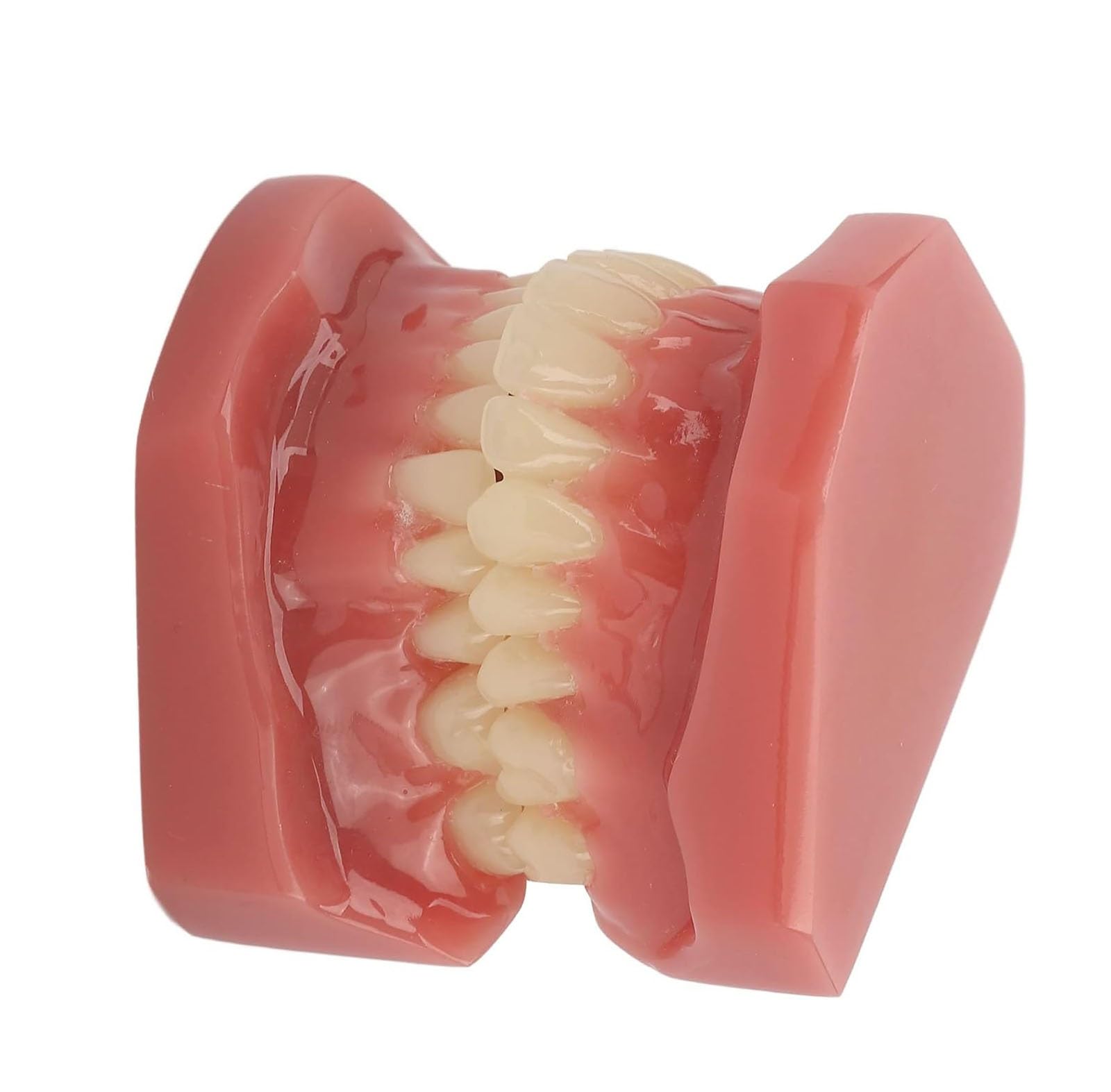 Dental Zähne Modell 28 Zähne, wiederverwendbare Erwachsene kieferorthopädische Dental Demonstration Model Resin Training, für Zahnmedizinstudenten Studie, Lehrer Lehrmittel