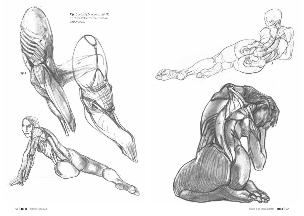 Anatomia artistica Carnet di morfologia