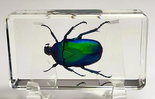 Miniatura 138 de Escarabajo de algodoncillo azul cobalto real de 1.732 in en espécimen de resina de lucita cristalina, insectos, insectos preservados, colección