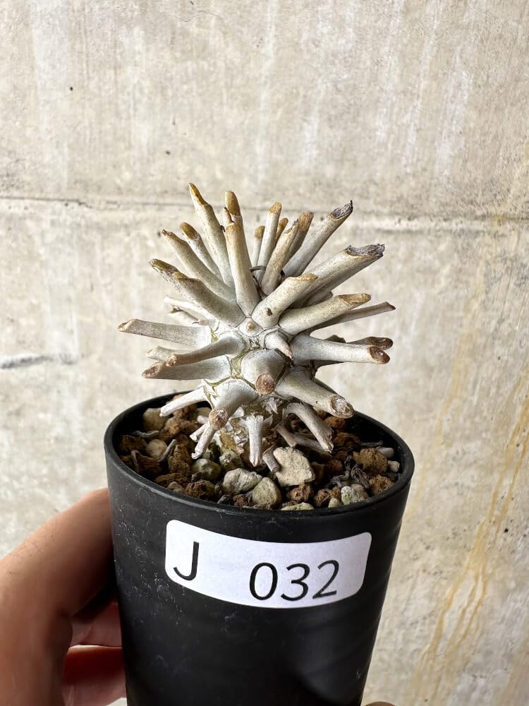 Amazon｜【現品限り】チレコドン・ワリチー【J32】 Tylecodon