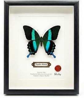 ArsVenciik Real Green Peacock Swallowtail Butterfly Taxidermy | Authentic Papilio blumei, premium black wood shadow box, unique entomology wall art decor, handmade nature lover gift