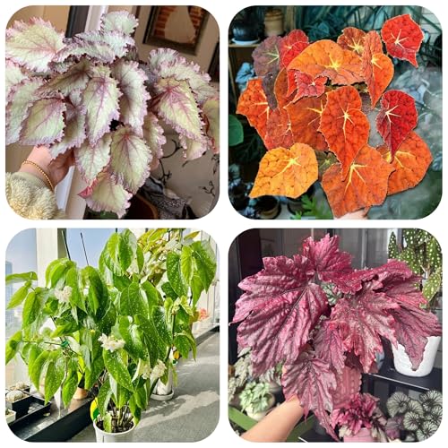 begoniensamen - exotische mehrjährig winterhart bodendecker 200pcs