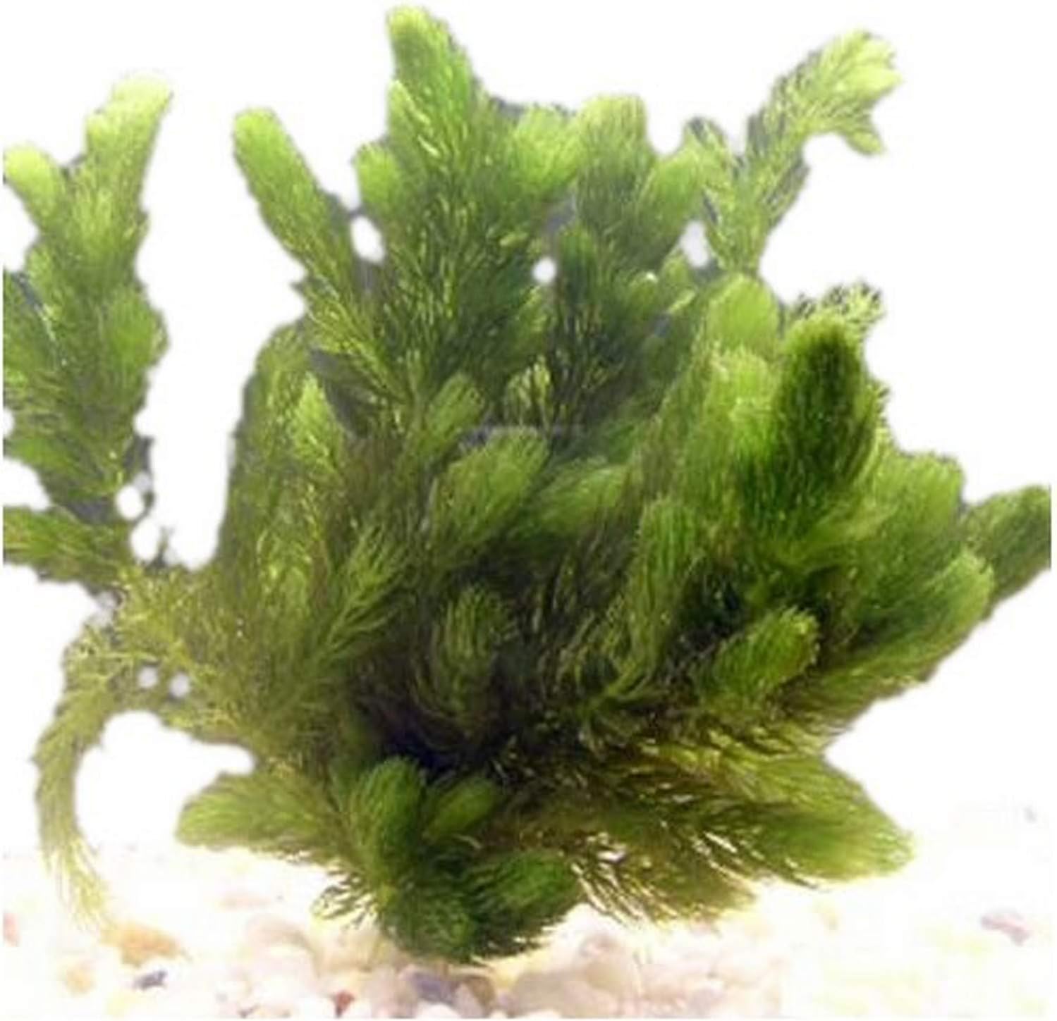 Oxygenating Hornwort (1 Bunch - 6 Stem Plants)
