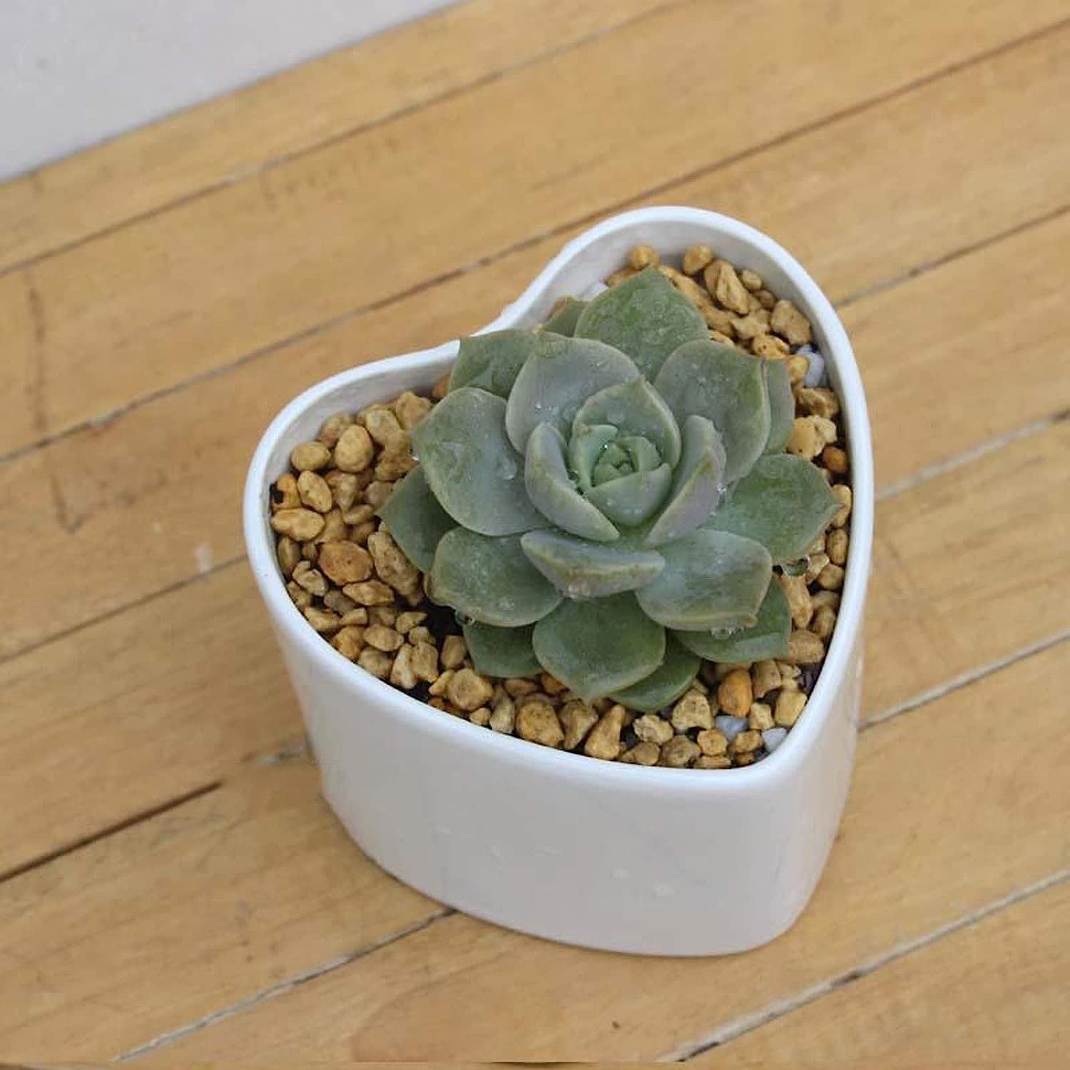 多肉 ハート型プランター 【公式通販】