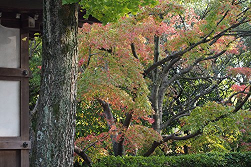 Japanese Maple | Small Tree Seedling | The Jonsteen Company #TOP5