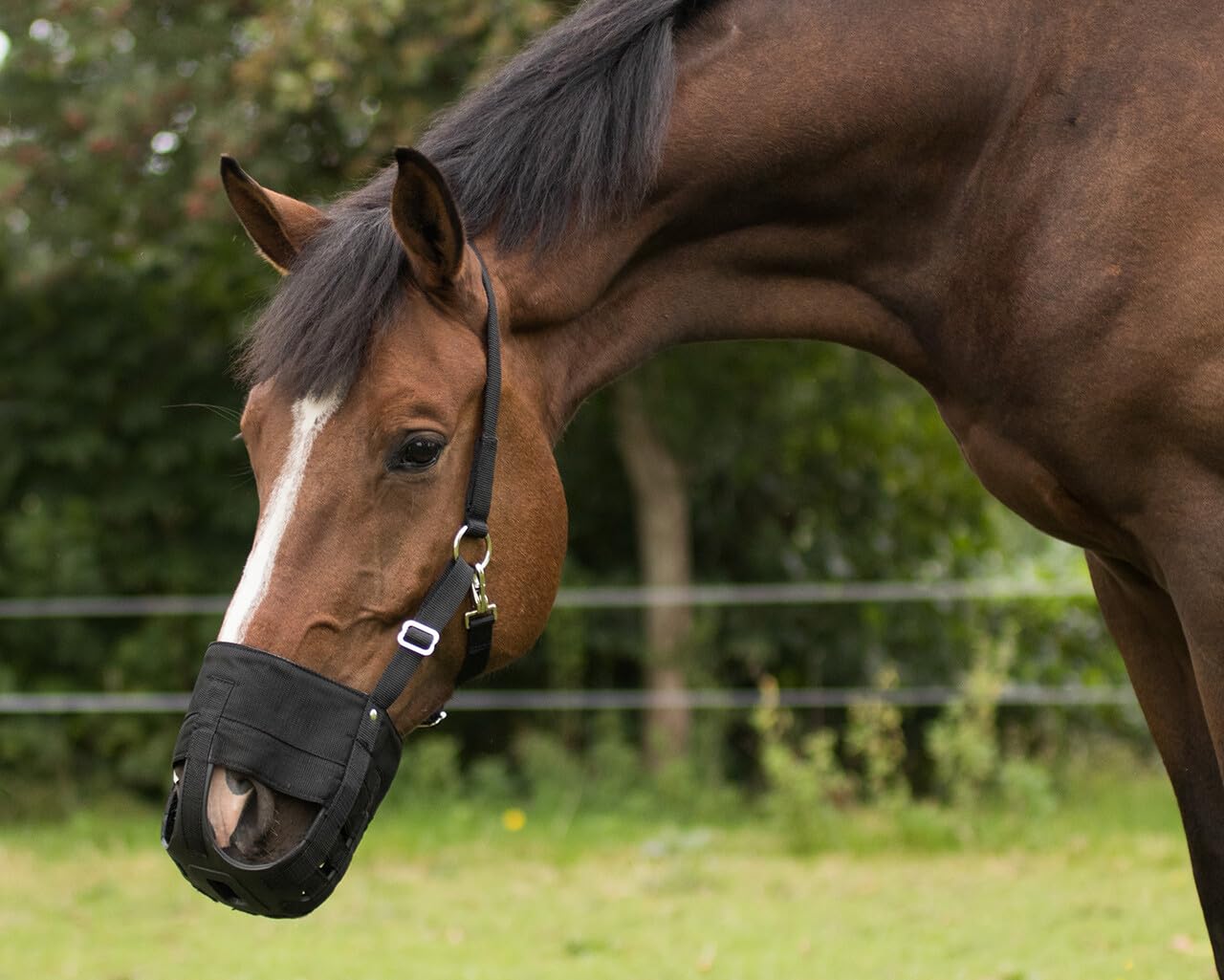 NETPROSHOP Fressbremse Beweidungsmaske mit Nasenlöchern Shetty Pony Cob Full XL, Größe: Cob, Farbe: Schwarz
