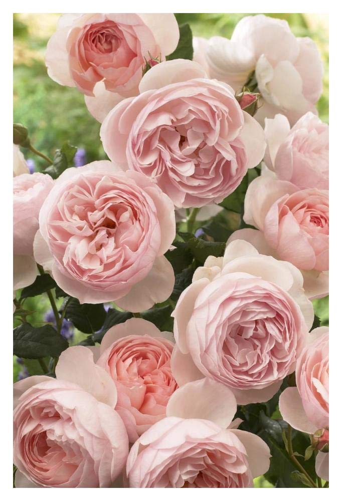 Artworks Italia Rose Patrimoine Fleurs Papier Art 35,6 x 50,8 cm