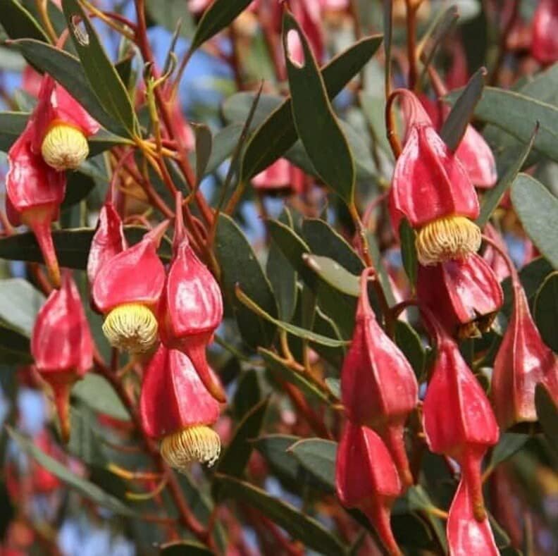 Semillas de árbol de goma de Fuschia para plantar (10 semillas) - Eucalyptus forrestiana