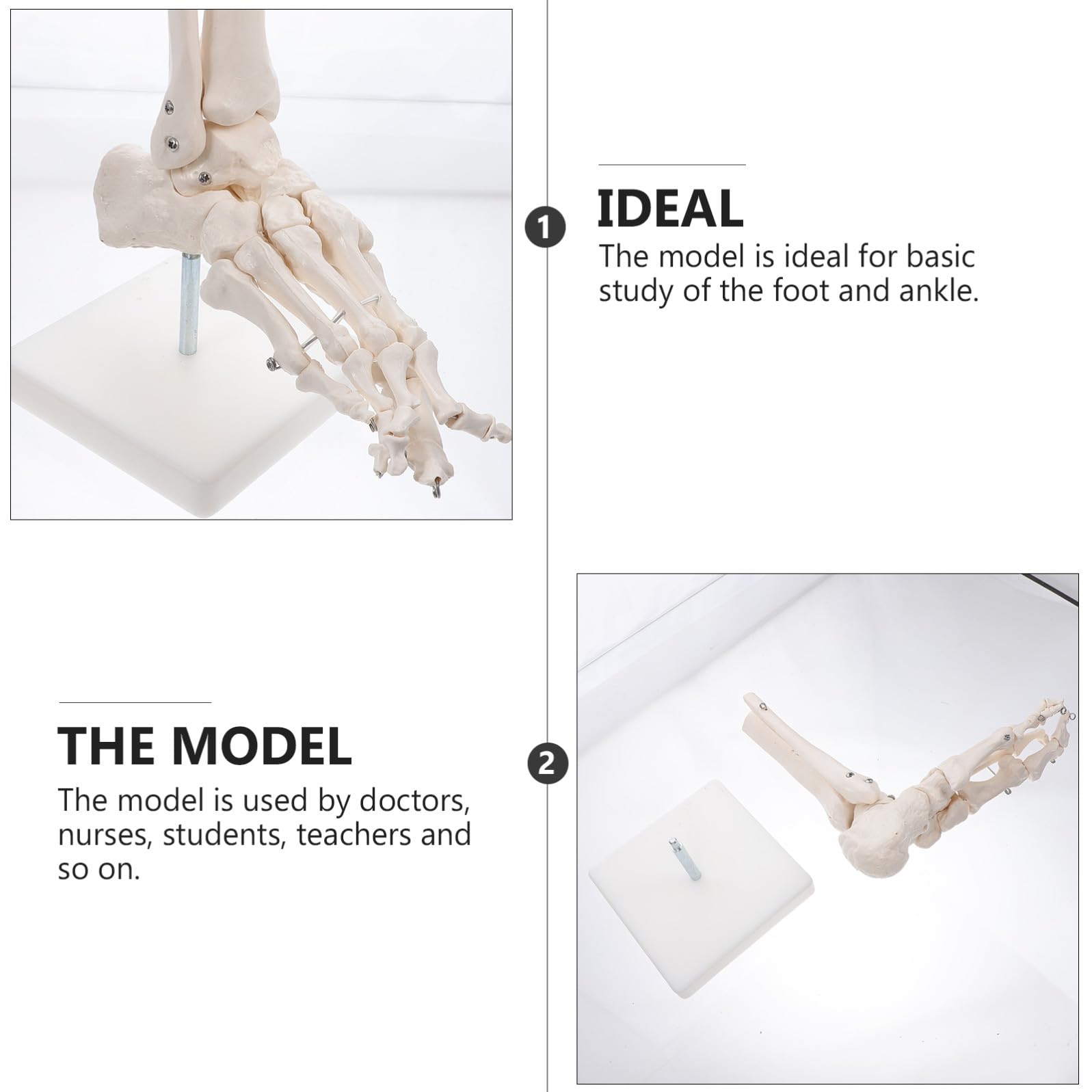 Lebensechtes mit Drahtmontage und Ständer Anatomisches Pvc Fußgelenkmodell in Originalgröße für Einsatz im Gesundheitsunterricht und Schulen