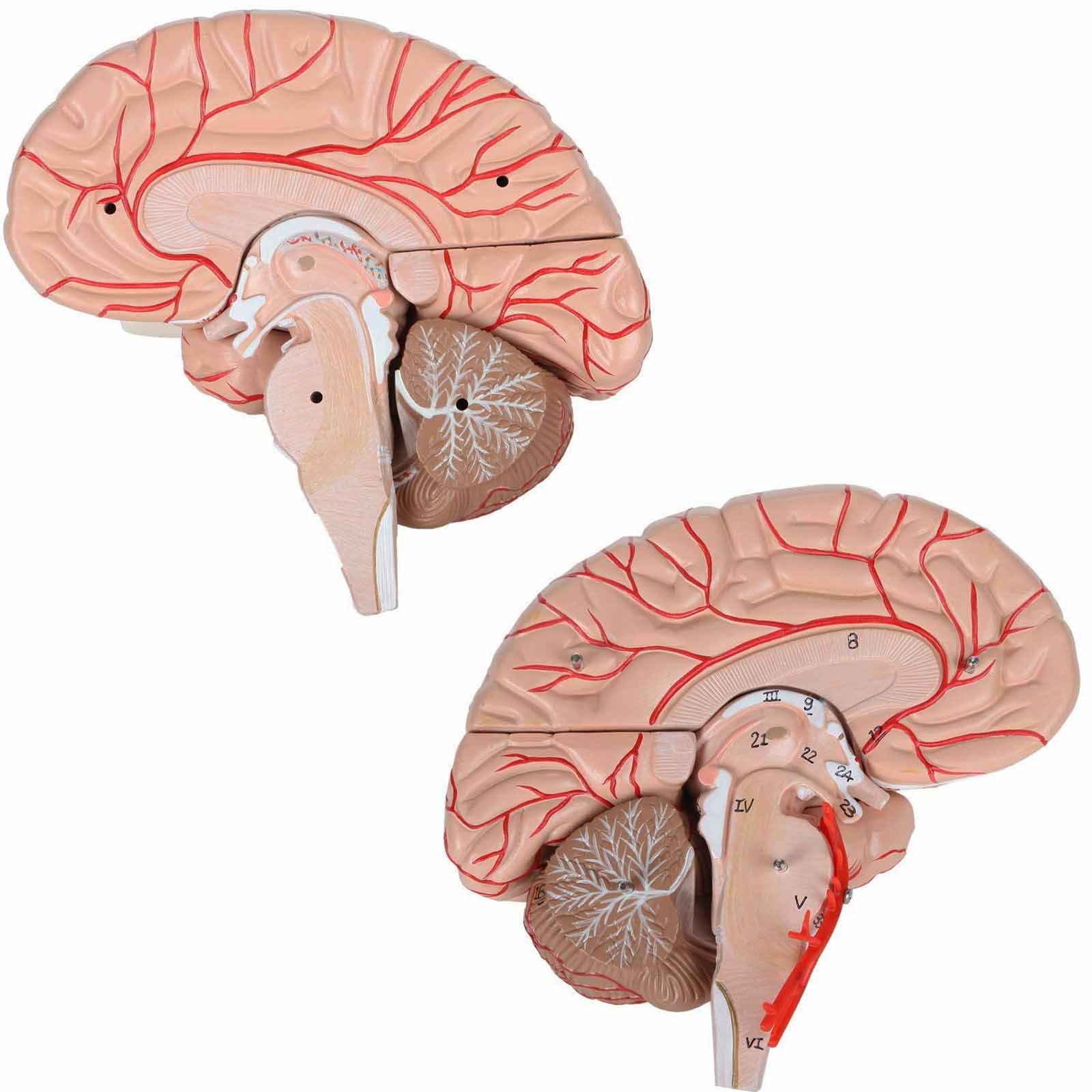 Brain Anatomy Amygdala THE BRAIN FROM TOP TO BOTTOM