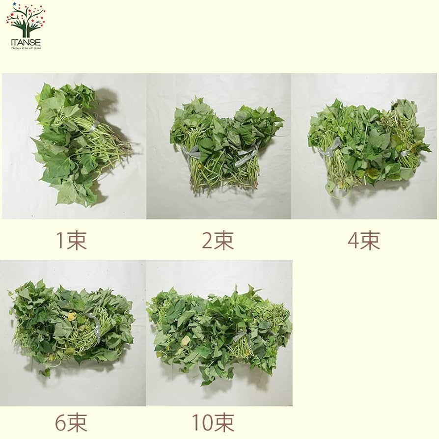 Amazon.co.jp: さつまいも切苗 品種：ハロウィンスイート 約25本