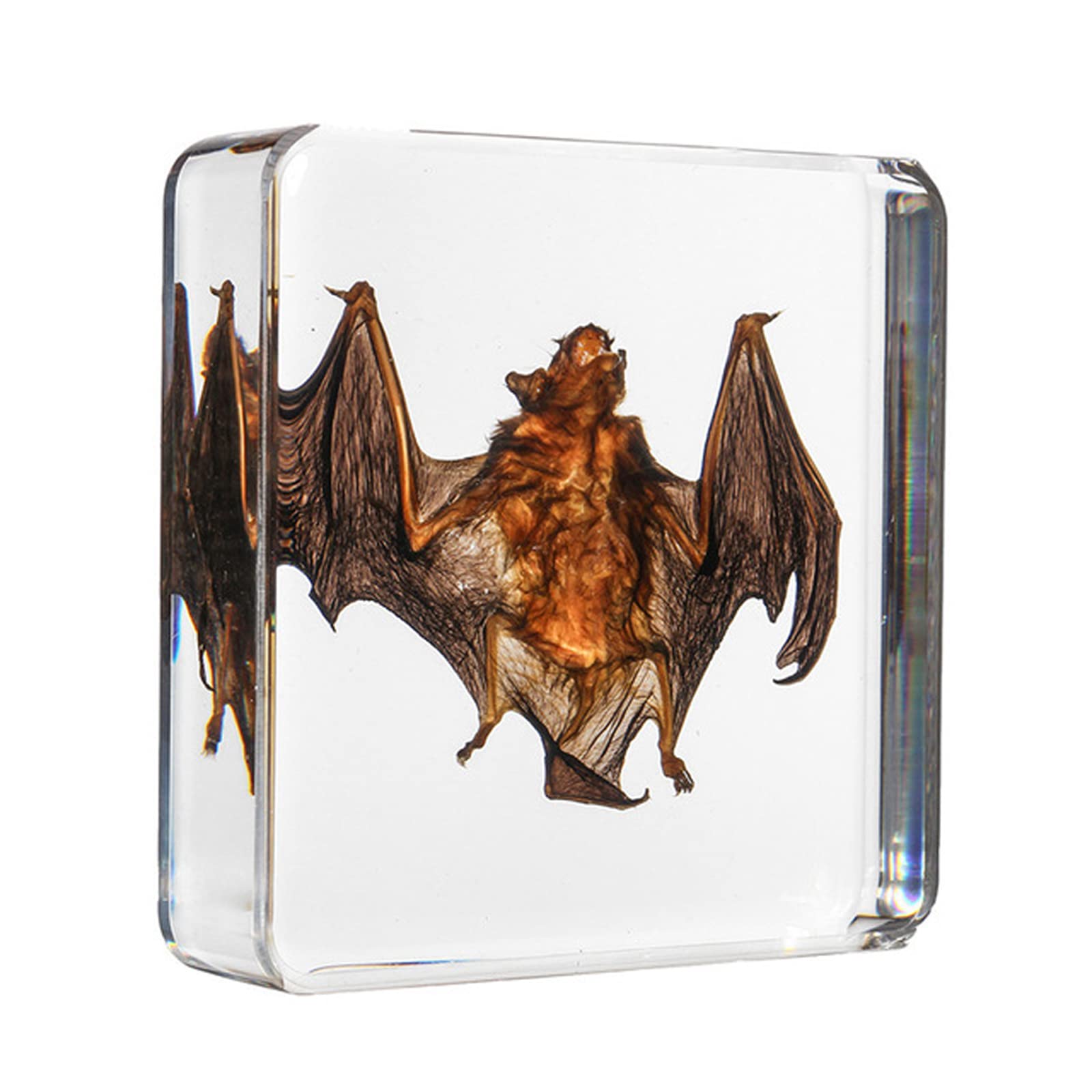 UIGJIOG 75 * 75 * 20mm, Bat Taxidermy, Insect Resin Skeleton Embedded Specimen for Science Education