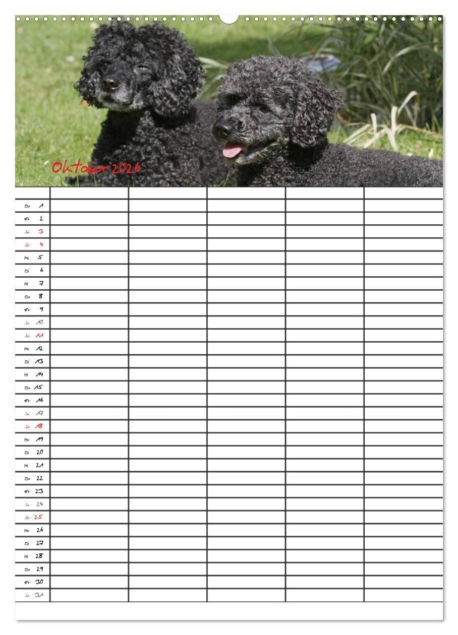 Der Pudel-Familienplaner (Wandkalender 2026 DIN A2 hoch), CALVENDO Monatskalender: Der Pudel-Kalender für die ganze Familie (CALVENDO Tiere)