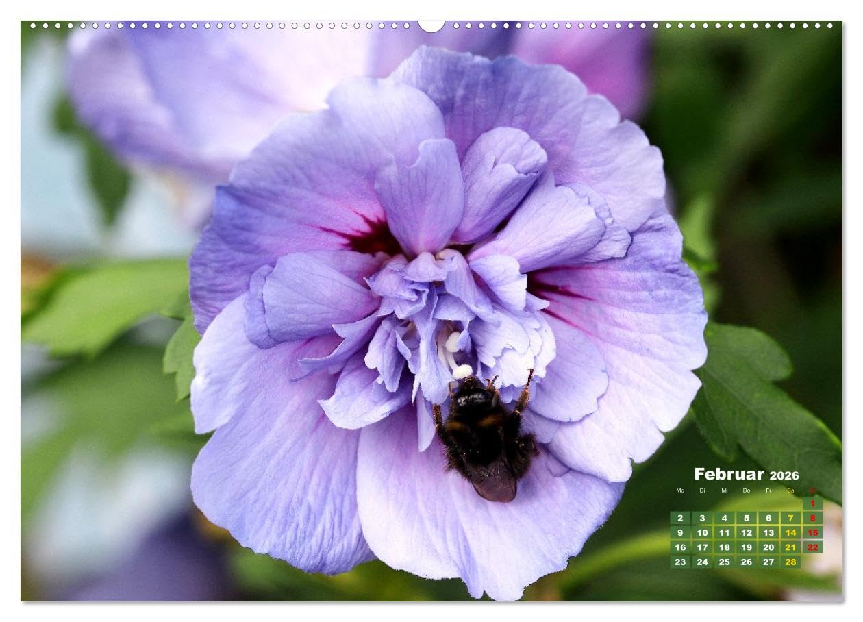 Sommerliche Blütenträume (hochwertiger Premium Wandkalender 2026 DIN A2 quer), Kunstdruck in Hochglanz: Ein ganzes Jahr voller floraler Poesie (CALVENDO Natur)
