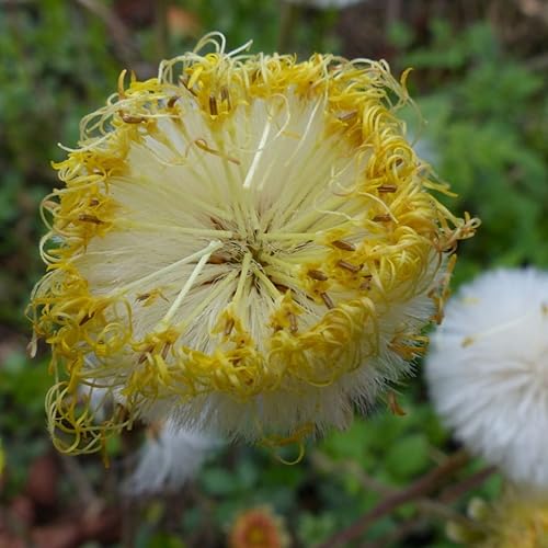 Semillas de Coltsfoot (Tussilago farfara) Más de 10 semillas de flores silvestres de hierbas medicinales en cápsulas de semillas congeladas para el