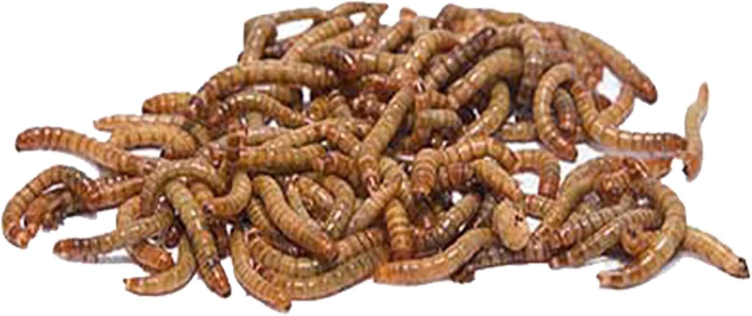 getrocknete Mehlwürmer in 20L Abpackung, Protein- und fettreich, verfeinert und gesiebt, für Fische, Nager, Vögel, Reptilien, auch Koifutter oder Igelfutter