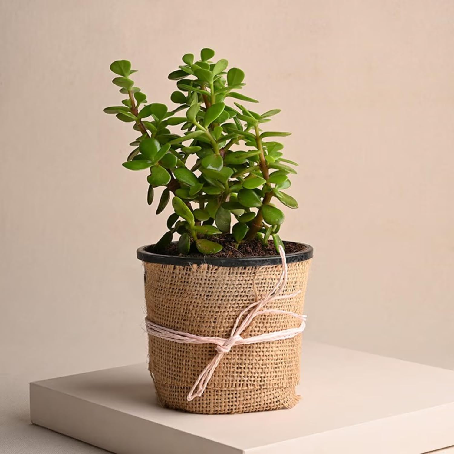 FlowerAura Decorative AirPurifying Green Jade Live Indoor Plant With Jute Wrapped Plastic Pot Vase For Living Room, Table Corner, Balcony, Bedroom, Office/Home Decoration (Same Day Delivery)