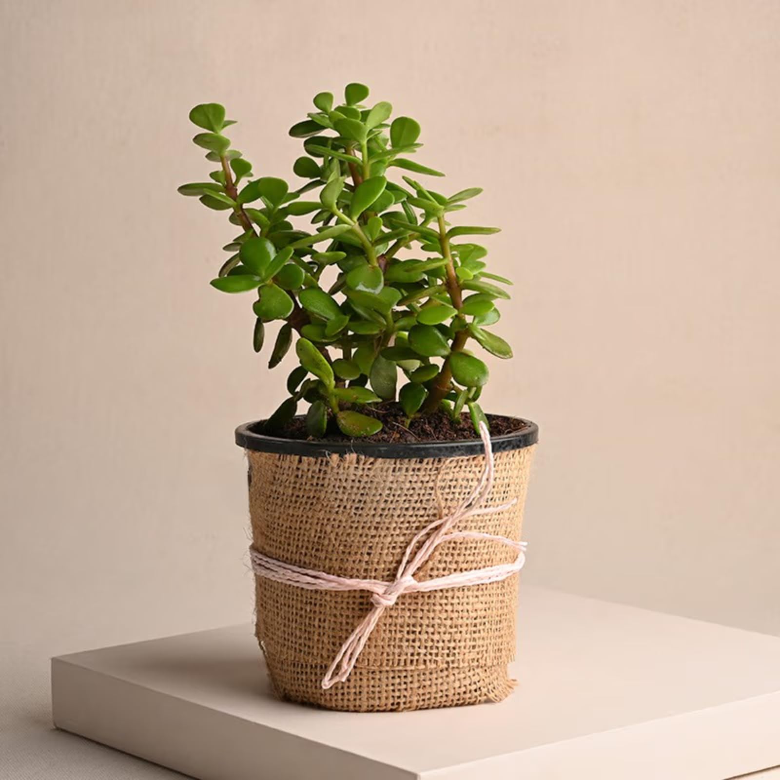 FlowerAura Decorative AirPurifying Green Jade Live Indoor Plant With Jute Wrapped Plastic Pot Vase For Living Room, Table Corner, Balcony, Bedroom, Office/Home Decoration (Same Day Delivery) (B0C3J8NDZW) Amazon Price History, Amazon Price Tracker