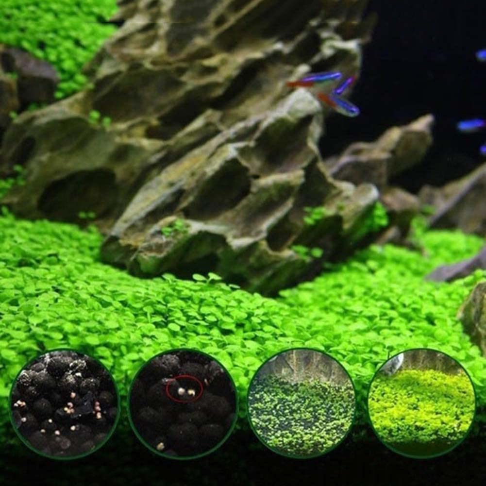 Haloppe 600Pcs Acqua Erba Fiori Piante Semi per la casa Giardino Piantare, Acquatici Acqua Erba Semi di piante Serbatoio di pesce Acquario Paesaggio Decorazione Semi di erba acquatica
