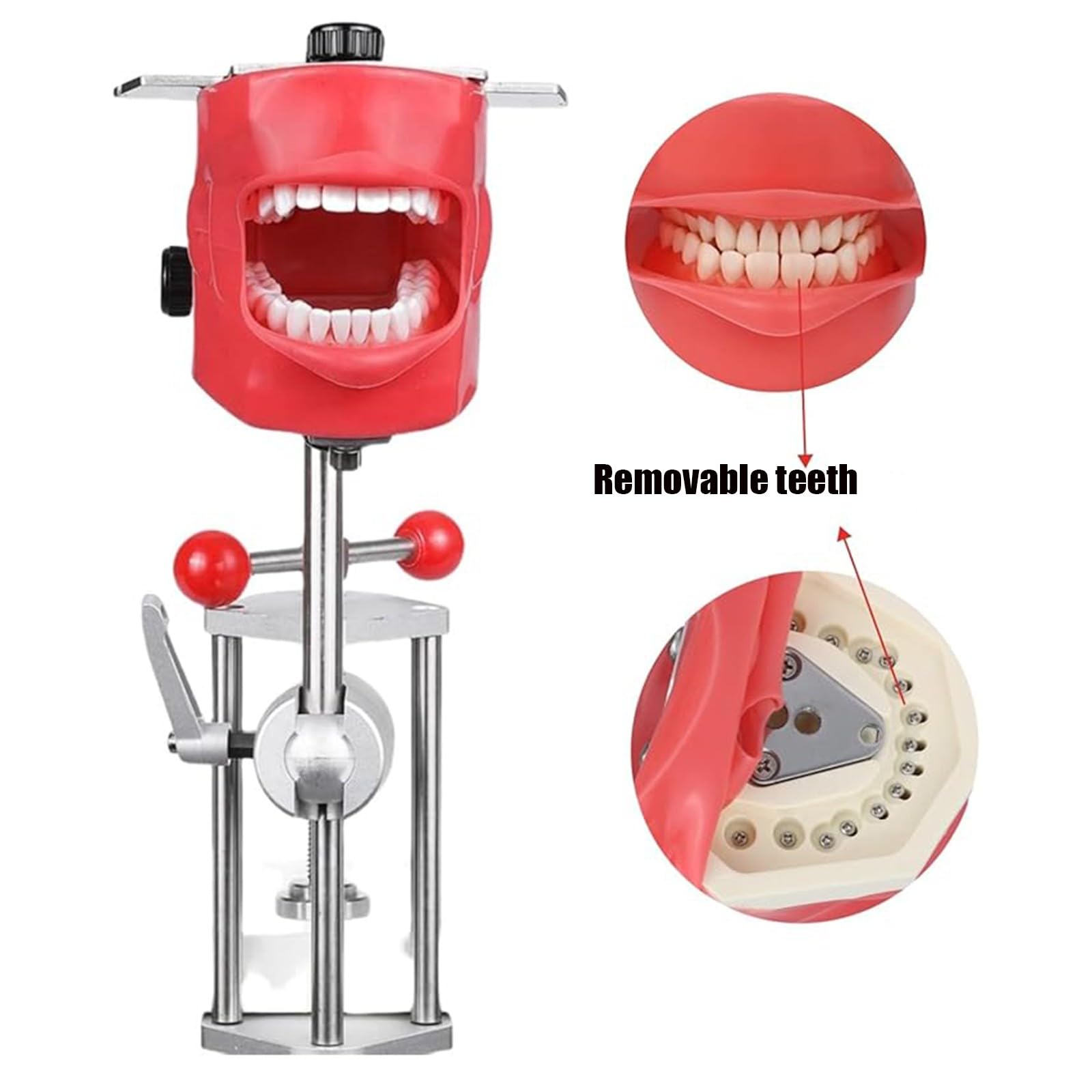 Praktische Oralsimulation Dentalmodell Herausnehmbare Zähne mit Design-Stützbasis für Zahnmedizin und Zahntechnik A