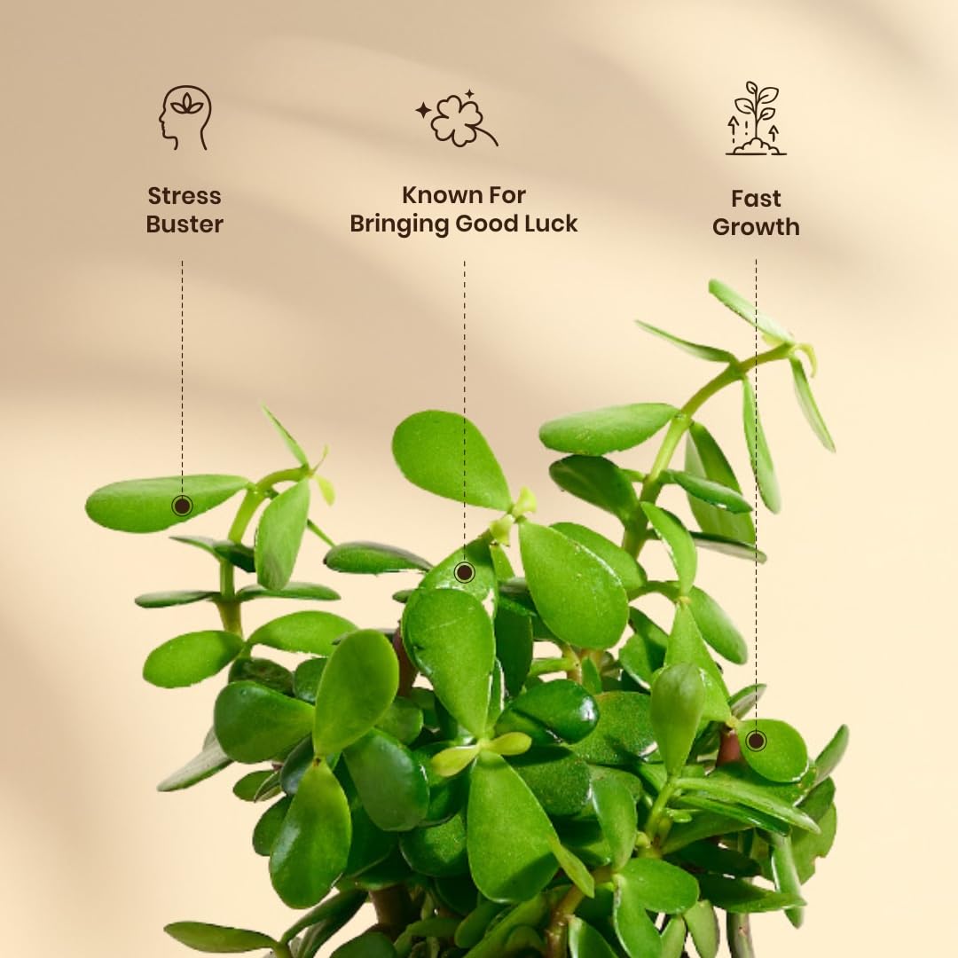 Amazon Brand – Solimo Jade with Self-Watering Pot | Indoor Plant in White Planter | Low Maintenance, Air-Purifying & Gift-Ready | Pot Size: 11X12.5cm - Image 4 thumbnail