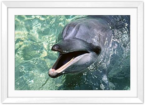Amazon Co Jp 白い木枠フレーム ホーム装飾ポスター 額入り絵画 イルカ 水 海の動物 50x35cm ホーム キッチン