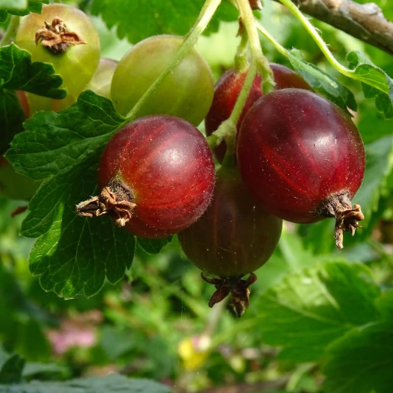 Gooseberry Plant Live for Planting, Jostaberry Gooseberry Currant Cross Starter Plant, Gooseberry Bush Live Plant, Gooseberry Fruits