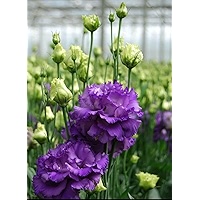 SVG® lisianthus imported flower seeds For Your Home & Garden