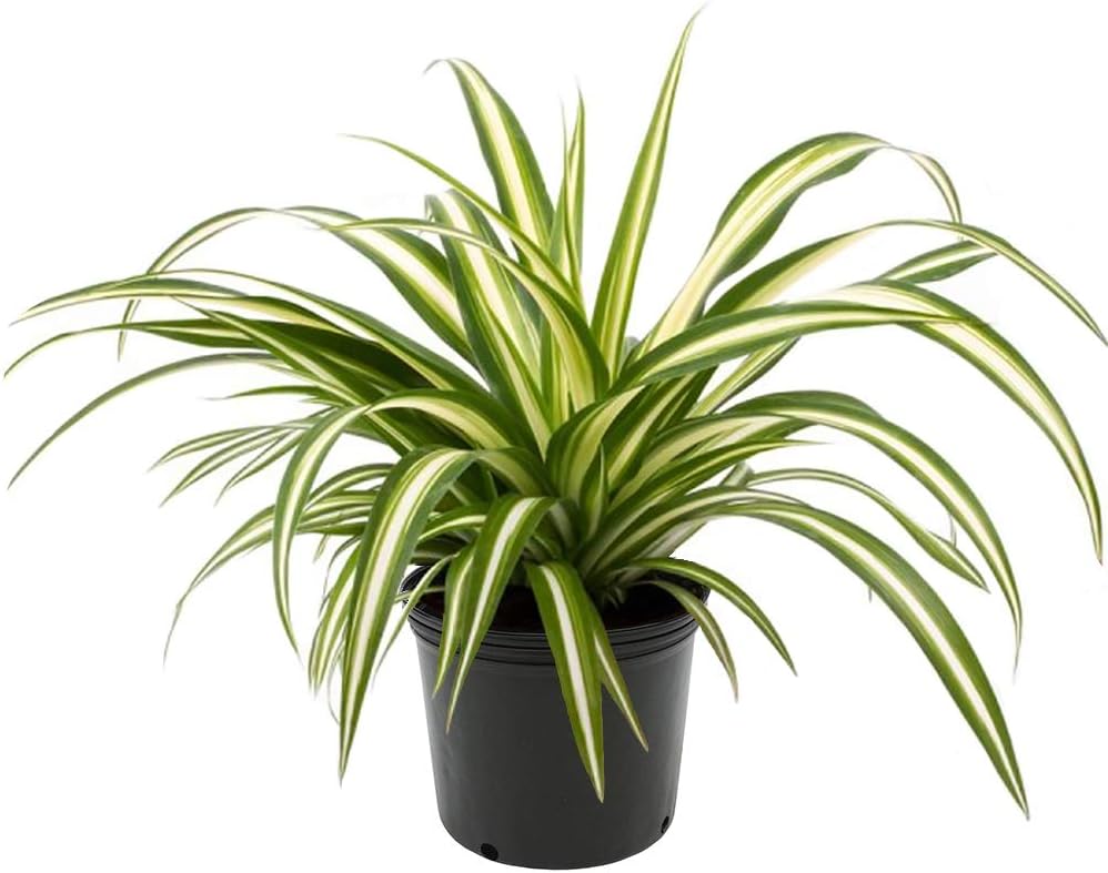 American Plant Exchange Spider Plant – 6-Inch Pot – Live Easy Care Indoor Houseplant, Air-Purifying, Pet-Friendly, Fast-Growing Trailing Plant for Home, Office & Hanging Basket Décor