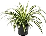 American Plant Exchange Spider Plant – 6-Inch Pot – Live Easy Care Indoor Houseplant, Air-Purifying, Pet-Friendly, Fast-Growing Trailing Plant for Home, Office & Hanging Basket Décor