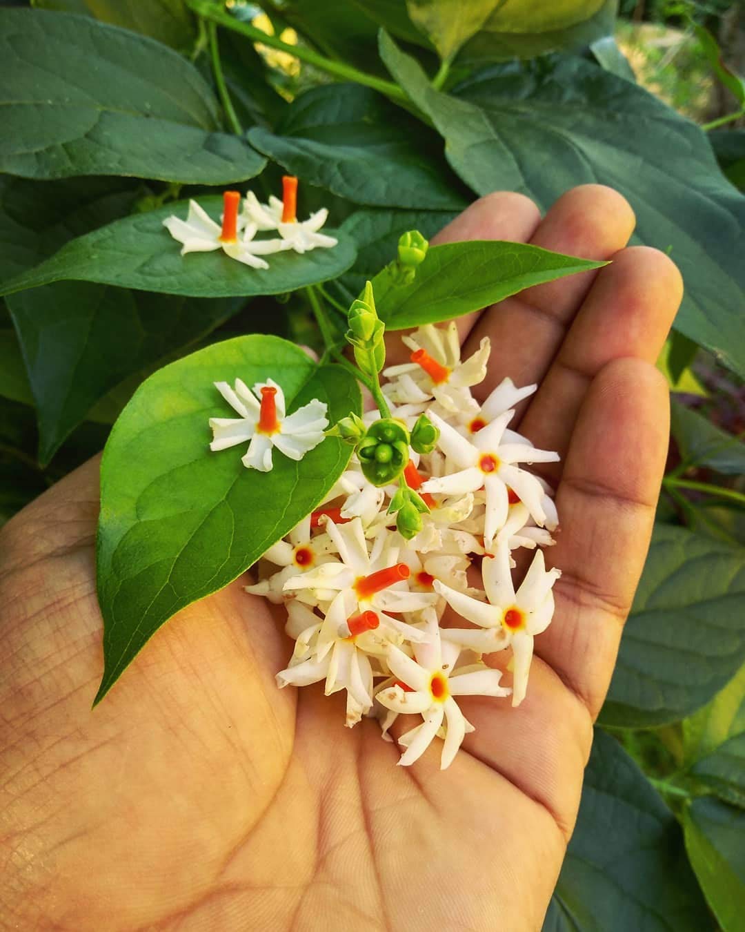 Guruji Plantation - Jasmine pavizha mulla Night Jasmine plant, Nyctanthes arbor-tristis, Parijat/Shiuli, 1 healthy live plant (B08ZDL4Y2T) Amazon Price History, Amazon Price Tracker