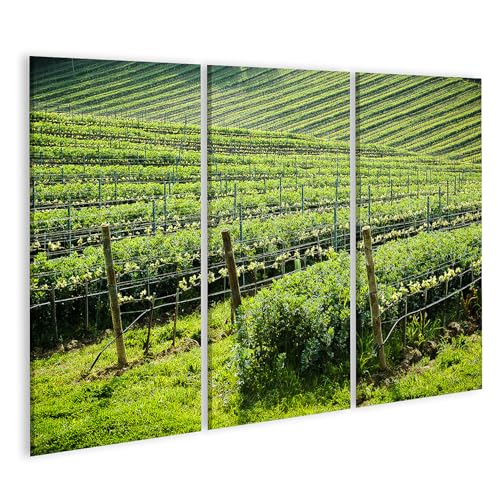 Tableau sur toile vignoble pour décoration de cuisine nature en triptyque