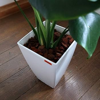 Amazon｜ITANSE モンステラ 観葉植物 中型 7号