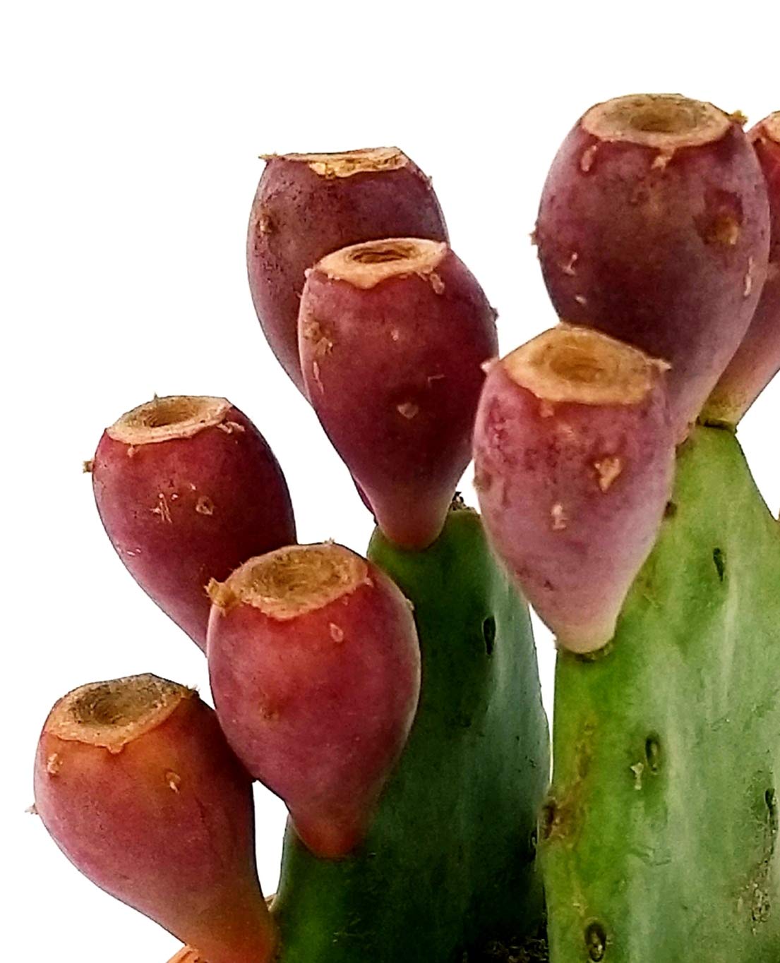 POWERS TO FLOWERS - FICO D'INDIA XXL IN VASO CERAMICA ANTRACITE, VASO 20CM, pianta vera