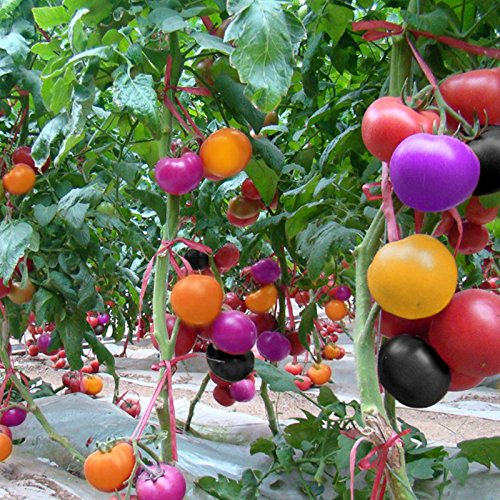Aprettysunny 100Pcs Rainbow Tomato Seed Color Bonsai