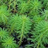 Myriophyllum verticillatum winterharte garten deko indoor kräutergarten balkon exotische hochbeet balkonpflanzen luftreinigende zimmerpflanzen kräutersamen zimmerbonsai winterharte 300samen