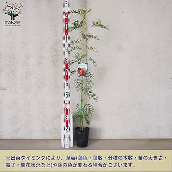 【現品】グレビレア・ココナッツアイス　グレビリア　10号　E５３番 グレビレア：ココナッツアイス3号ポット の通販 | 園芸ネット