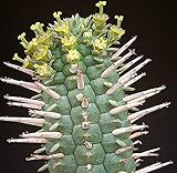 Portal Cool Las semillas del paquete: 5 X Euphorbia mammillaris Cactus Suculentas - - Casa - B1467