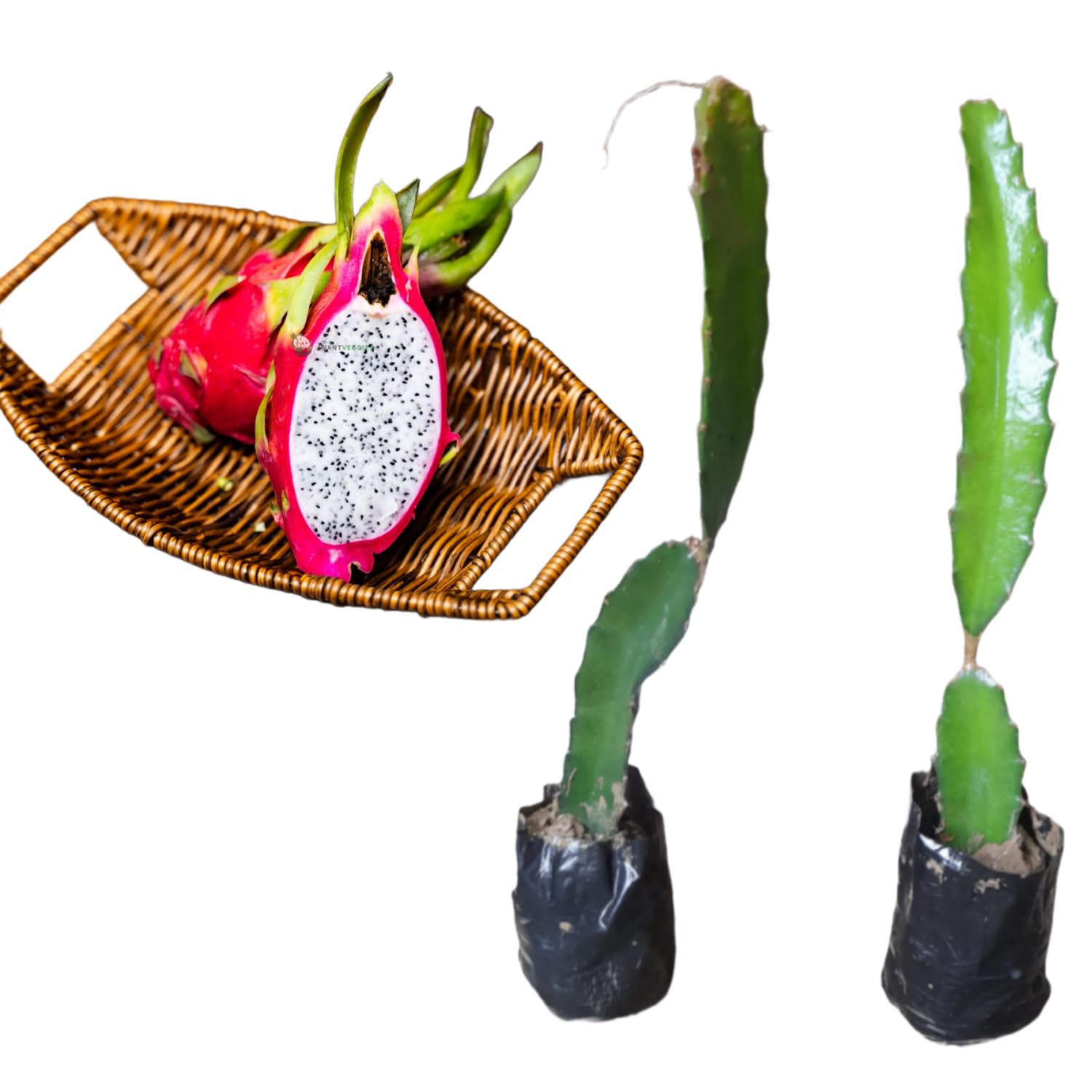 See full amazon price history chart for Vietnamese Dragon Fruit Plant Red Skin & White Flesh 10" Inch Authentic Handpicked Live Plant Pack of 2 Vietnamese Dragon Fruit Plant Red Skin & White Flesh 10" Inch Authentic Handpicked Live Plant Pack of 2 (B0CSYPF98C) Amazon Price History, Amazon Price Tracker