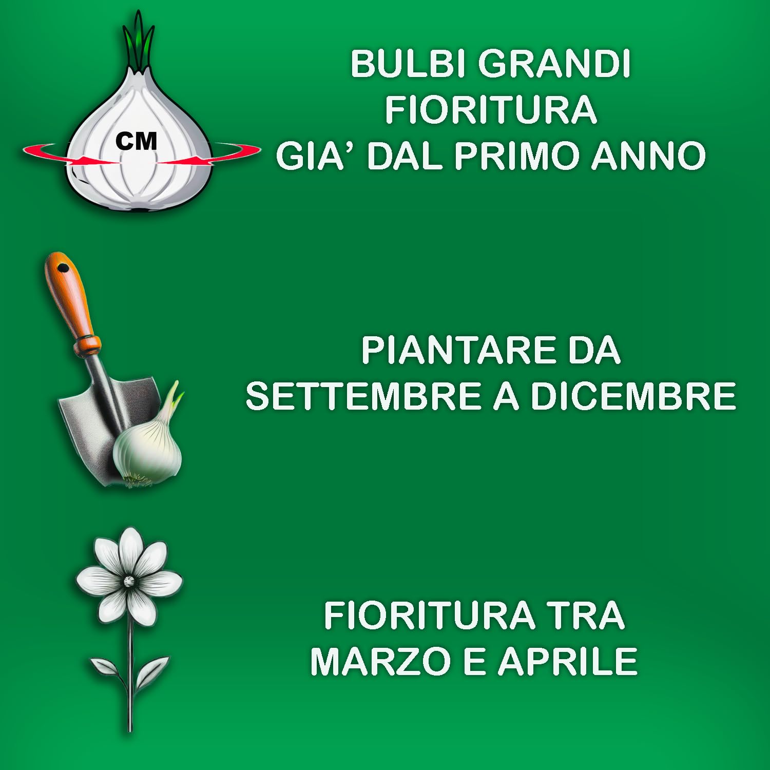 Bulbi da Fiore SELECTION | Bulbi dai migliori produttori Olandesi | Selezione e controllo qualità | Fioritura garantita. (25 Bulbi da Fiore per Api e Farfalle GIALLI E MARRONI)