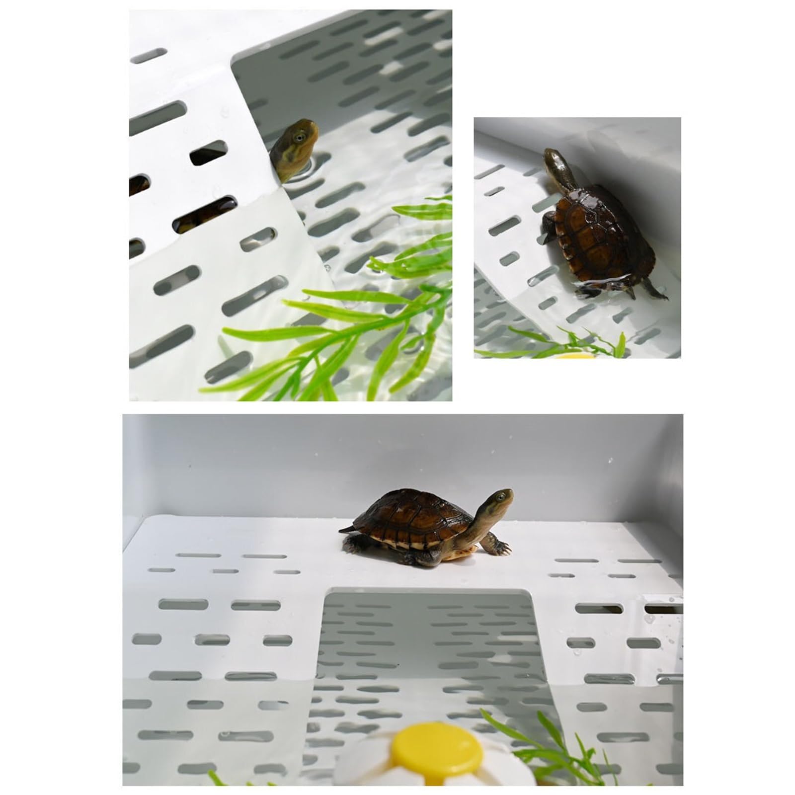 Siedlisko terrarium Dwuwarstwowy zbiornik odprowadzający wodę z oddzielnym żółwiem do użytku domowego Terrarium akwariowe