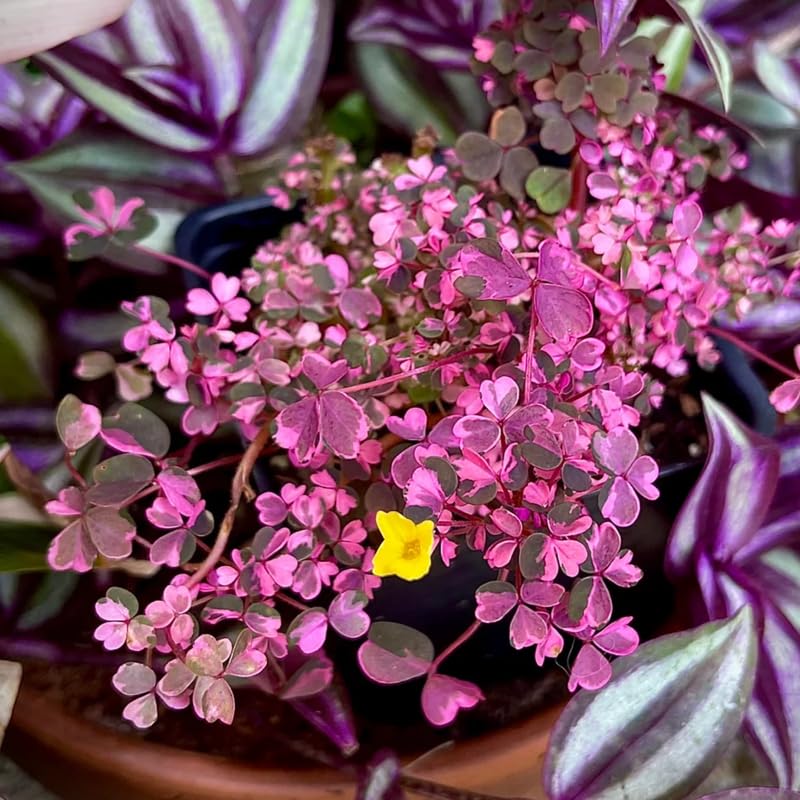 Live Shamrock Plant, Small Shamrock Plant, Plum Oxalis Live Plant, Oxalis Plant Live Houseplants, Starter Plant in 2.5 Inches Pot